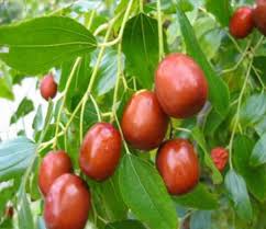 Maybe you would like to learn more about one of these? Kahrizak Charity London On Twitter Senjed Lotus Tree Fruit Is Symbol Of Love Another 1 Of The 7seens 4 Persian Newyear Norouz Norouzpirouz Http T Co Za7ybarcfx