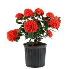 Image result for Ixora hartiana