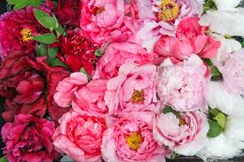 We did not find results for: Tree Peony Care Peony S Envy