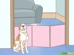 It is a huge, puffy, lovable friend with abundant character. How To Care For Dogs With Pictures Wikihow