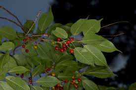 Image result for Prunus cerasoides