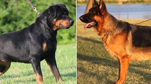 Rottweiler Mi Alman Kurdu Mu Kanka Kopek