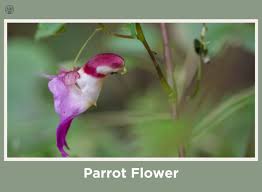 11 Plants That Look Like Animals ...