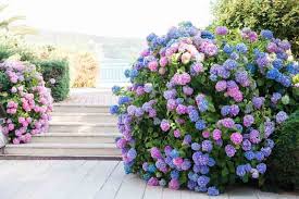 Image result for Hydrangea macrophylla bela obrázek