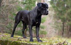 Tail set is an extension of the backline. 97 Cane Corso Dunkel Ideen Hunde Tiere Molosser