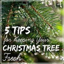 Will you be our friend? 5 Ways To Extend The Life Of Your Poor Dying Christmas Tree Cafemom Com