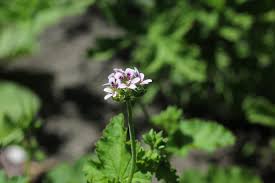 Image result for Pelargonium apetalum