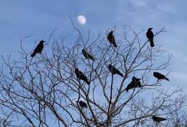 When you are trying to get rid of noisy backyard crows, i am wondering what do you do with the speaker you have facing upwards and. How Do I Stop The Crows From Pecking Holes In My Roof