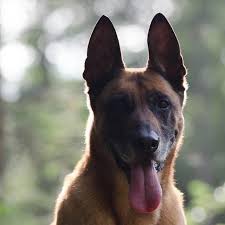 The belgian malinois or belgian shepherd dog is a very intelligent, lively breed excelling in an active family environment, but also is a wonderful working dog whether in obedience, herding, agility or tracking. Pastor Belga Malinois Vida Con Mascotas