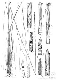 Image result for Rhytachne subgibbosa