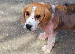 Mange in Dogs: Symptoms, Causes and Treatment | PetMD