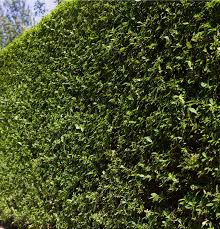 Image result for ligustrum ovalifolium