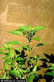 Image result for Acalypha pubiflora