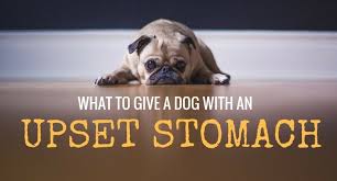 What To Give A Dog With An Upset Stomach Causes Home Remedies