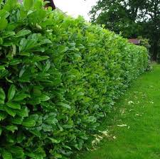 Der giftige kirschlorbeer ist eine beliebte heckenpflanze in deutschen gärten. Kirschlorbeer Novita Prunus Laurocerasus Sehr Frostharte Heckenpflanze Ca 40 60 Cm Im 3 Liter Topf Geholze Zierpflanzen Gruner Garten Shop