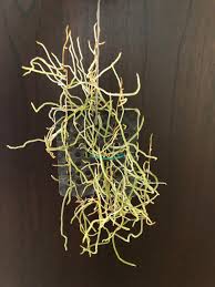 Image result for Microcoelia stolzii