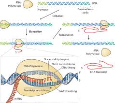 Learn about messenger rna's role in human biology, the instructions it provides that direct cells in the body to make proteins, and why we believe mrna medicines may have the potential to treat a broad. Genetik Springerlink
