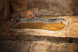 Touching Portraits Of Animals In Captivity By Gaston Lacombe Animals Zoo Animals Zoo
