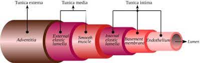 Blood Vessels Structural Components Angiogenesis Study Com