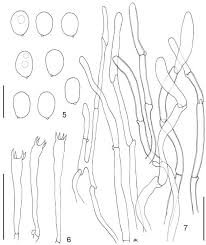 Image result for Brachystegia wangermeeana