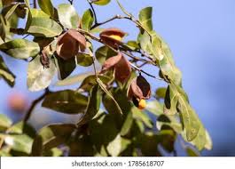 Image result for Copaifera