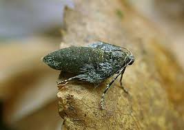 Image result for Operophtera fagata