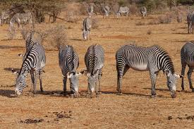 The grevy's zebra lives in in the arid grasslands of ethiopia and northern kenya. It S Not All Black And White International Zebra Day Brevard Zoo Blog