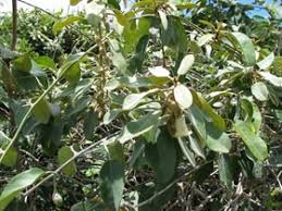 Image result for Bonamia