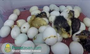 Tapi, jangan konsumsi telur ini jika anda cenderung memiliki alergi. Cara Menetaskan Ayam Kate Dengan Mesin Penetas Telur Anti Gagal