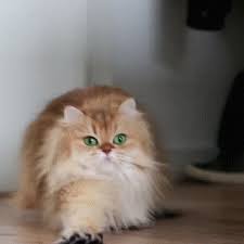 Https Encrypted Tbn0 Gstatic Com Images Q Tbn And9gcrc8bxtqbaiv Ydejsufa2uy8azzyfkjziiw Usqp Cau