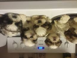 Shih Tzu Puppy For Sale In Worcester Ma Adn 24584 On Puppyfinder Com Gender Male Age 7 Chihuahua Puppies For Sale Boxer Puppies For Sale Puppies For Sale