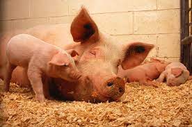 Pigs Domestic Animals - Free photo on Pixabay