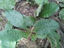 Image result for Elytraria acaulis
