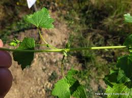 Image result for Senecio deltoideus