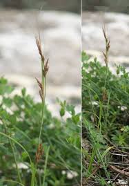 Image result for Carex steudneri