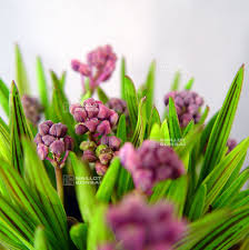 Image result for Ledebouria cooperi