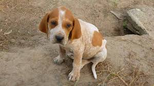 We did not find results for: American English Coonhound Price Temperament Life Span