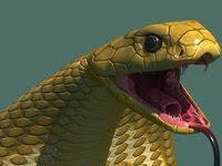 3d Model Cobra Snake 3d Model