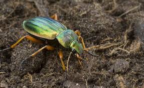 nutzlinge fleissige gartenhelfer schadlinge im garten garten pflanzen pflanzenschutz