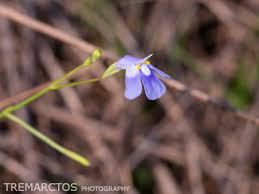 Image result for Craterostigma nummulariifolium