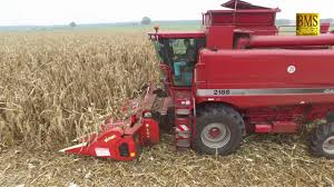 Die blätter und samen sind sehr nährstoffreich und lecker. Kornermais Ernten Axial Mahdrescher Case Ih 2188 Corn Getreideernte Combine Harvester Harvest Mais Youtube