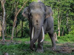 Video pendek di instagram alesya bersama gajah pada 13 februari bikin heboh. Disparbud Bali Usut Selebgram Rusia Pose Telanjang Di Punggung Gajah