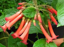 Image result for Iochroma