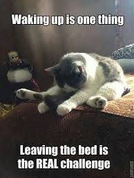 Pin By Lichelle Walton On Fibromyalgia Funny Good Morning Memes Funny Animal Memes Funny Animal Jokes