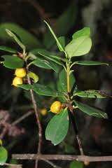 Image result for Pentaphylacaceae