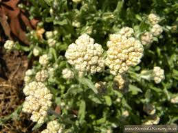 Image result for Helichrysum africanum