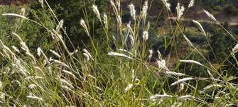 Image result for Bothriochloa radicans