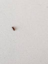 We have found several small brown beetles in the bedrooms and bathroom. Bug Inside The House 353957 Ask Extension