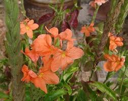 Image result for Crossandra mucronata