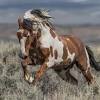 At that rate, a horse and carriage can cover 100 to 150 miles in 24 hours, including stops to rest and eat. Https Encrypted Tbn0 Gstatic Com Images Q Tbn And9gcstlm1bgbzoet Jzlekyjqgcdrvqhovrfqpaznpftxczqumhfg5 Usqp Cau